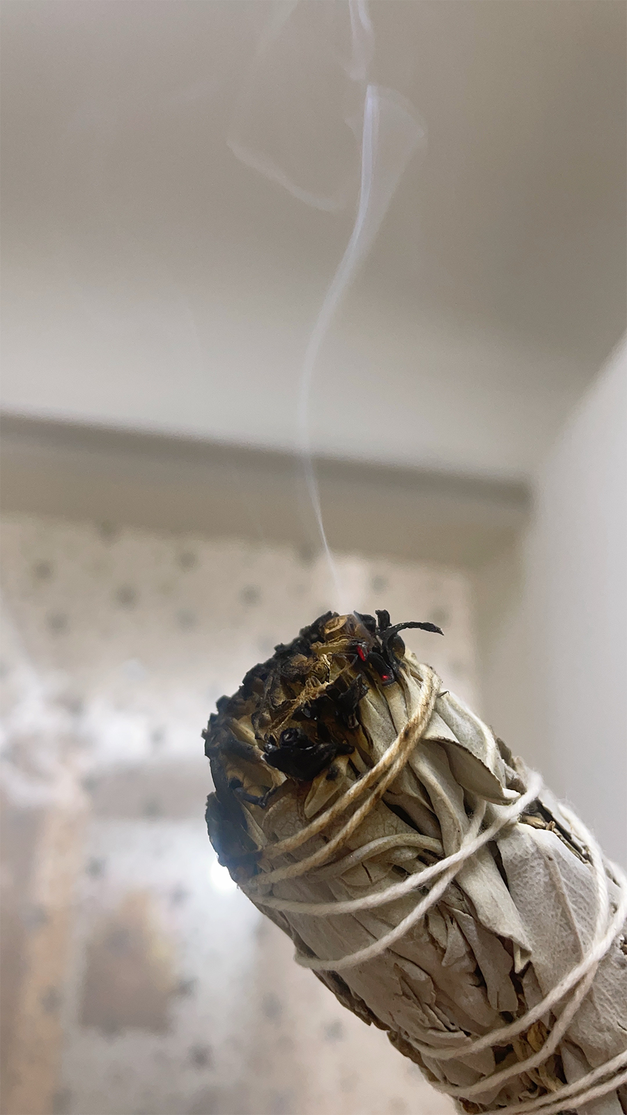 Sahumerio - Salvia Blanca con Eucalipto Dólar